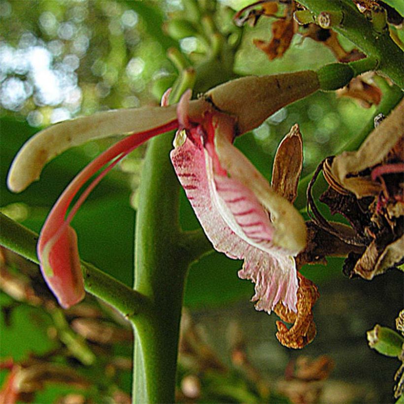 Alpinia galanga - Galanga (Floración)