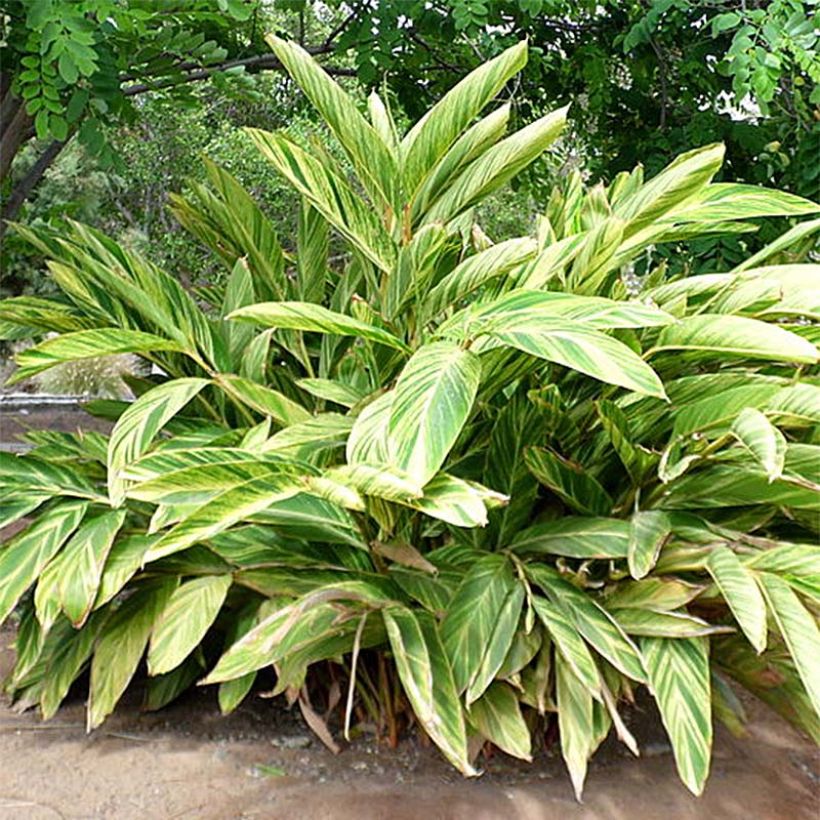 Alpinia zerumbet Variegata - Azucena de porcelana (Follaje)