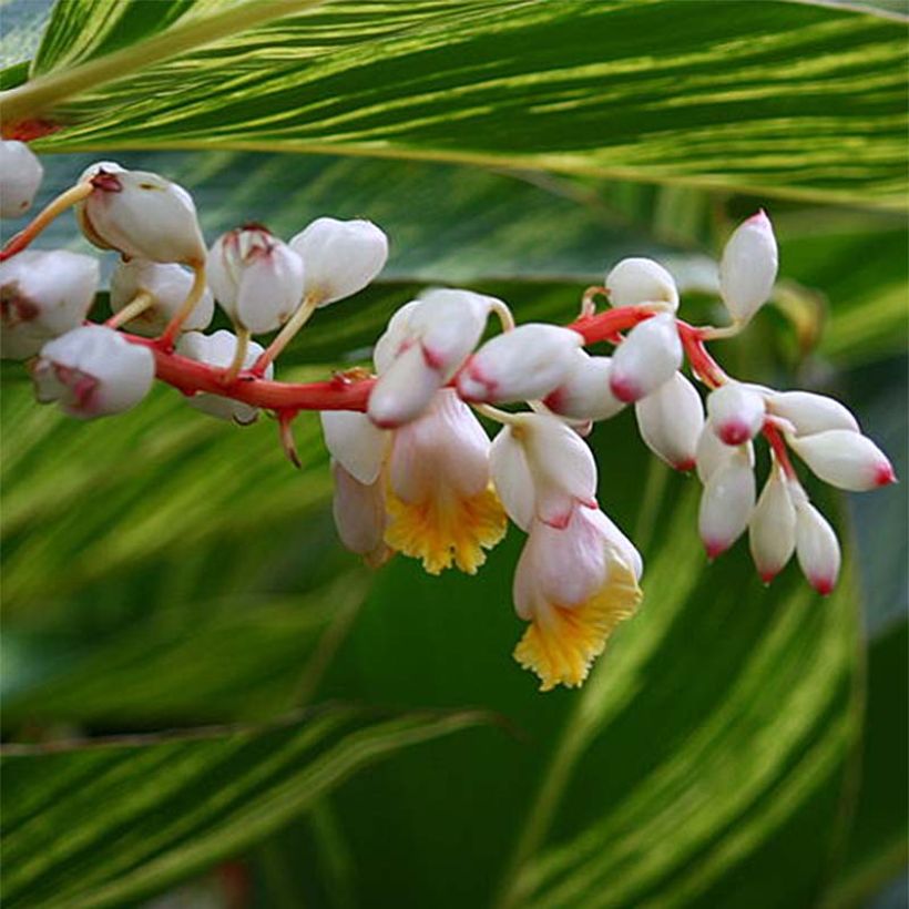 Alpinia zerumbet Variegata - Azucena de porcelana (Floración)