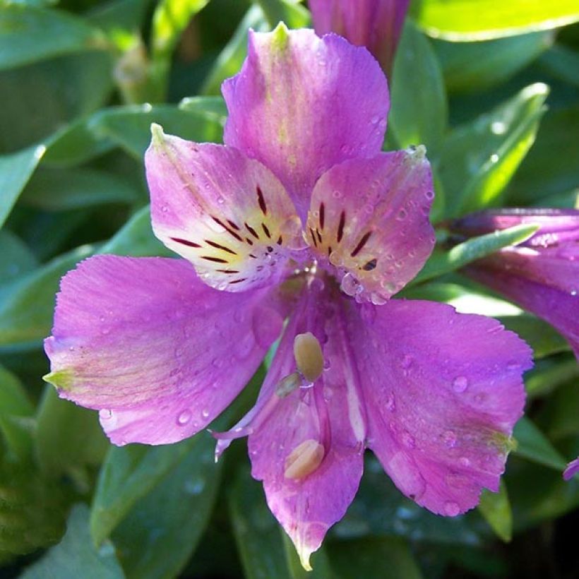 Alstroemeria Inca Lake (Floración)