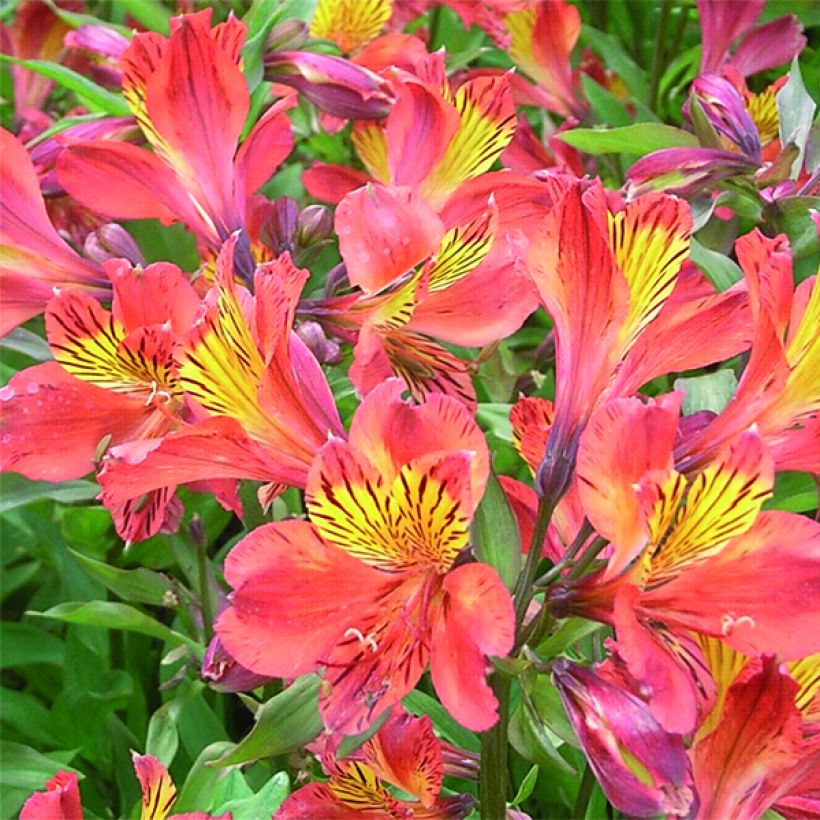 Alstroemeria Inca Tropic (Floración)