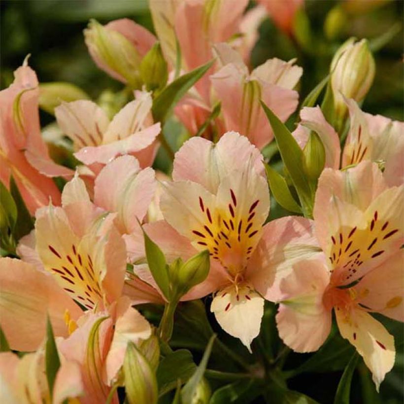 Alstroemeria Inca Coral (Floración)