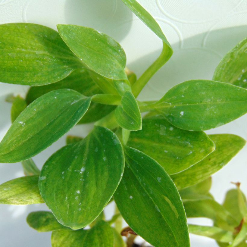 Alstroemeria Inticancha Magic White (Follaje)