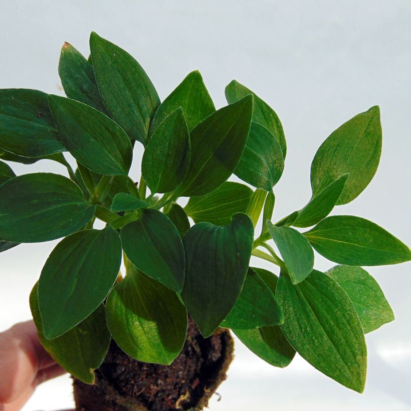 Alstroemeria Inticancha Navajo (Follaje)