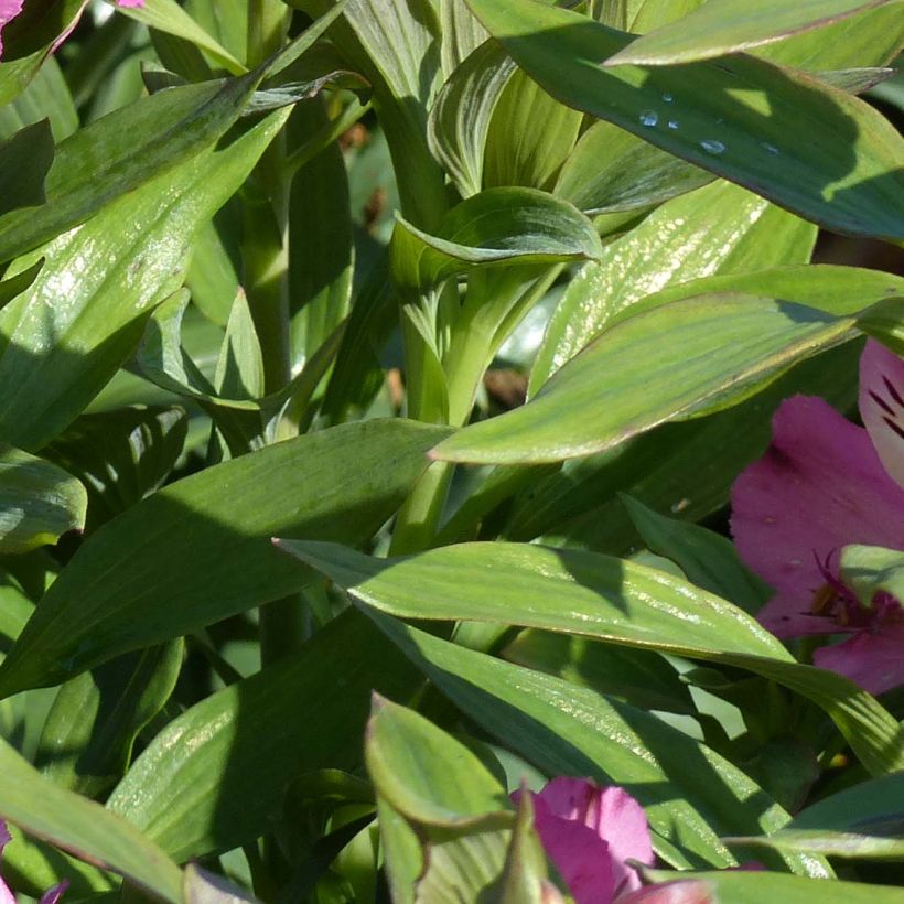 Alstroemeria Garden Summer Saint (Follaje)