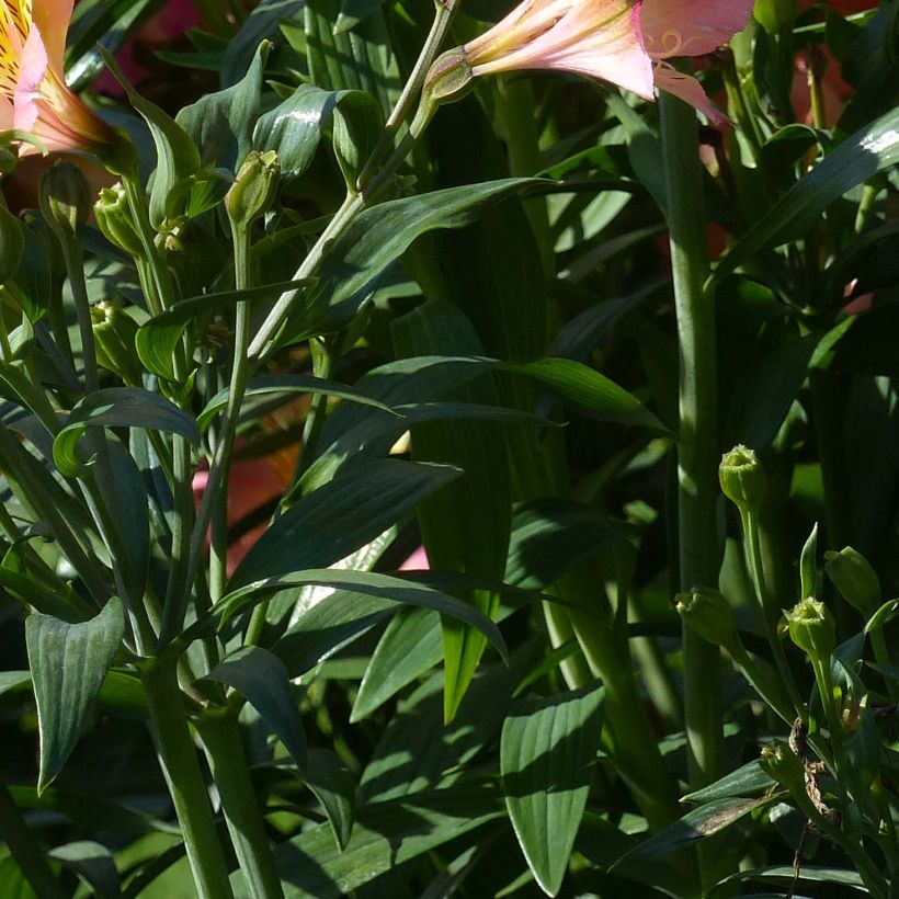 Alstroemeria Garden Summer Sky (Follaje)