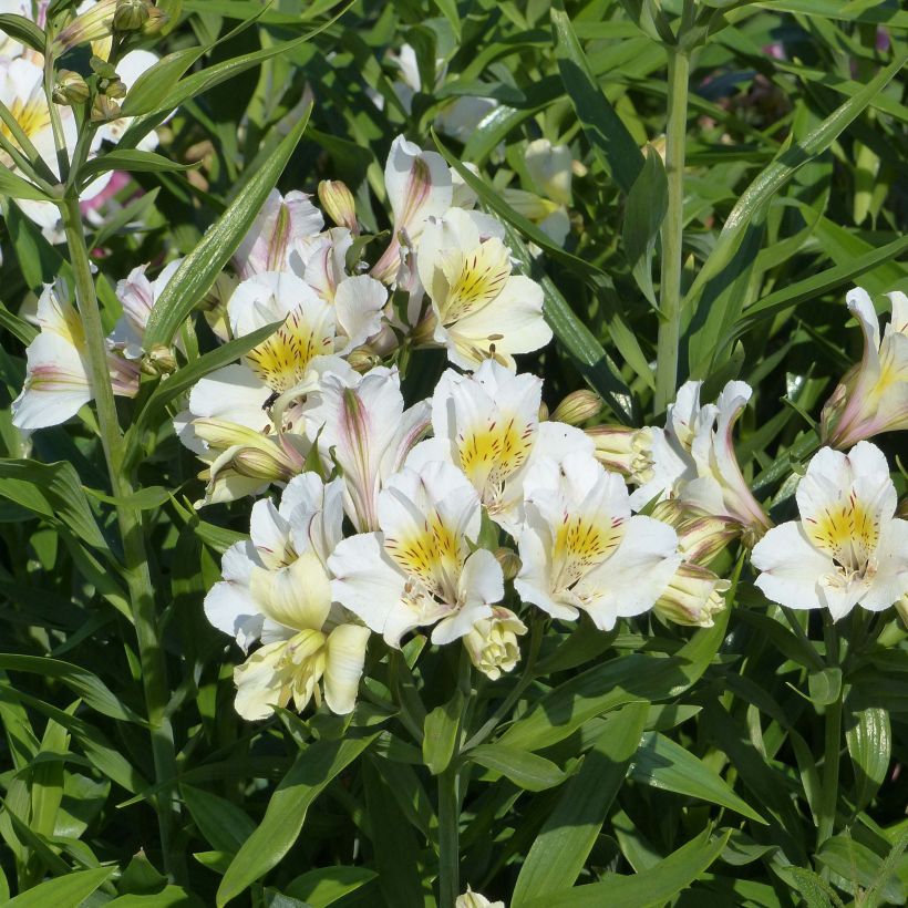 Alstroemeria Garden Summer Sky (Floración)