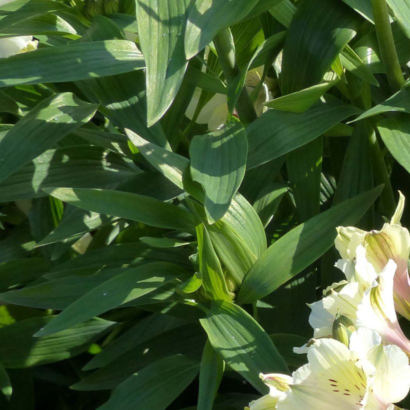 Alstroemeria Garden Summer Snow (Follaje)