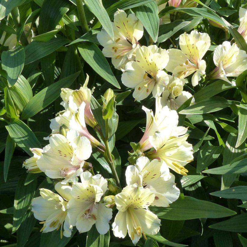 Alstroemeria Garden Summer Snow (Floración)