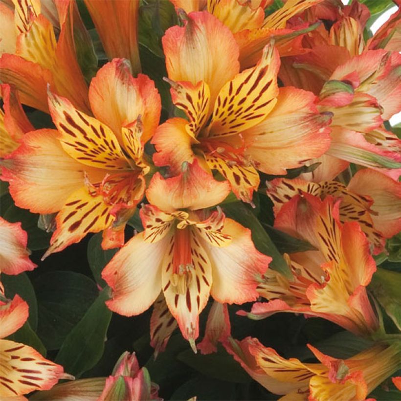 Alstroemeria Inticancha Bryce (Floración)