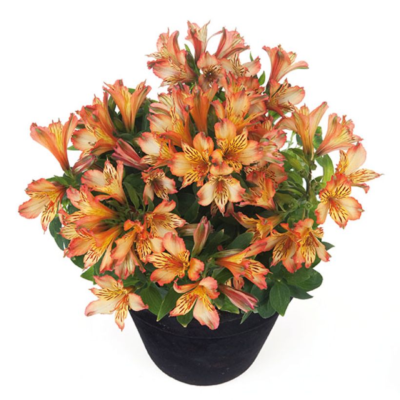 Alstroemeria Inticancha Bryce (Porte)