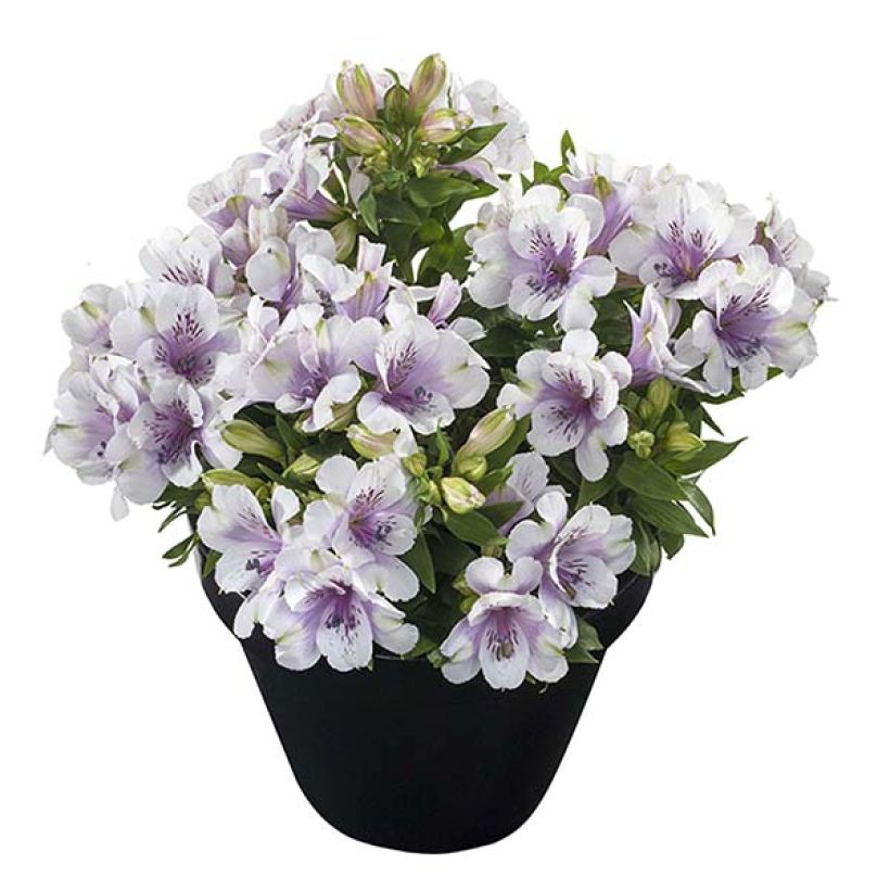 Alstroemeria Inticancha Moon (Porte)