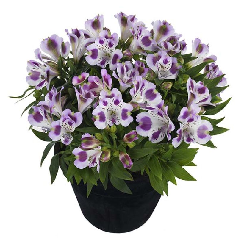 Alstroemeria Inticancha Passion (Porte)