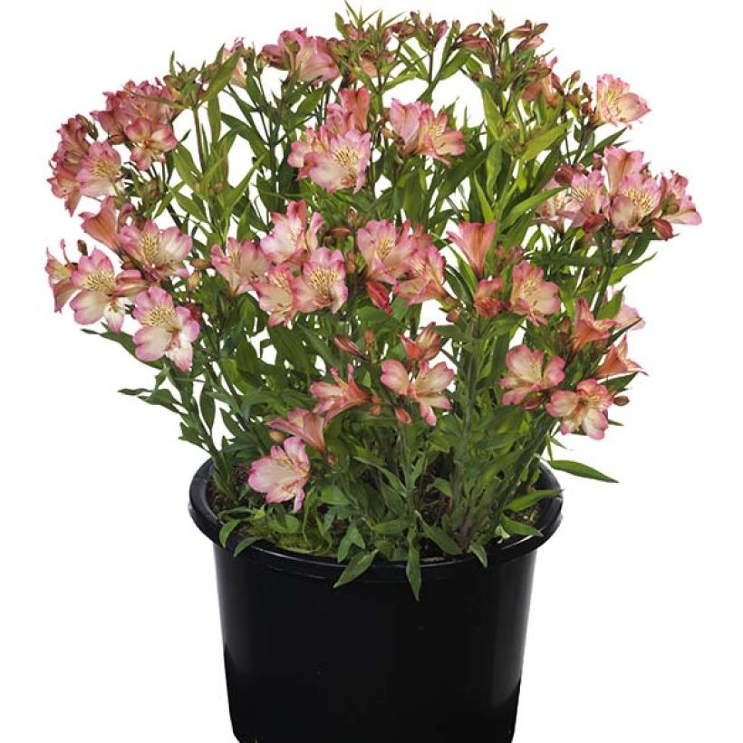 Alstroemeria Summer Paradise Summer Break (Porte)