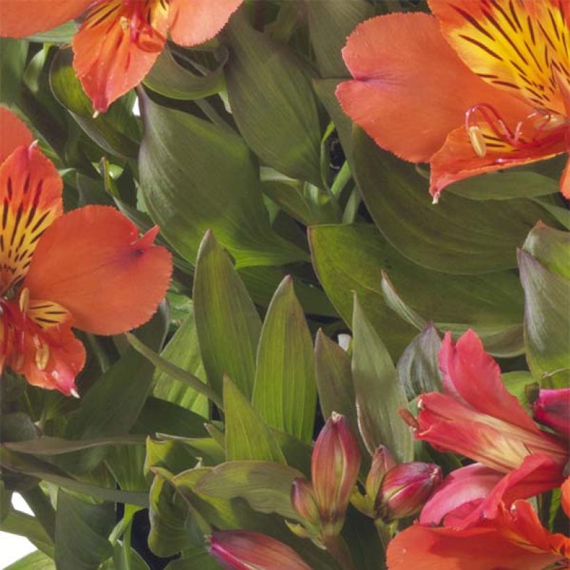 Alstroemeria Summer Paradise Summer Holiday (Follaje)