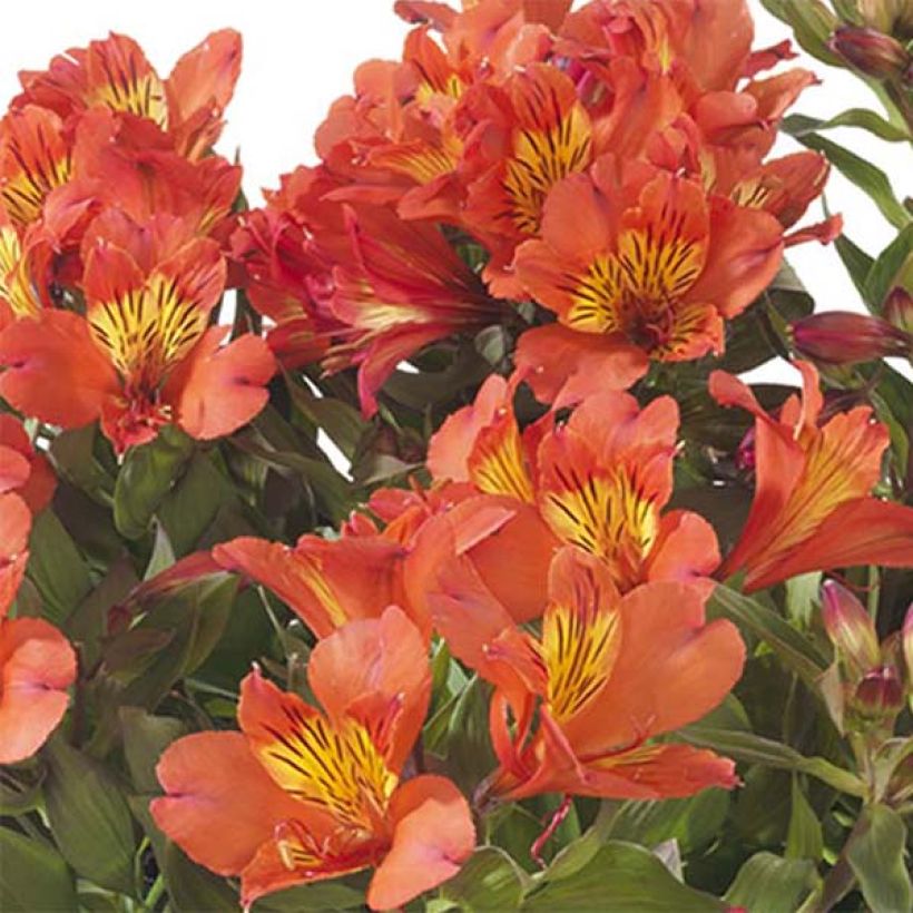 Alstroemeria Summer Paradise Summer Holiday (Floración)