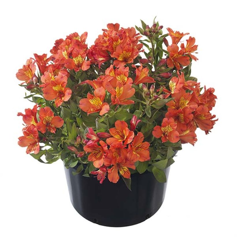 Alstroemeria Summer Paradise Summer Holiday (Porte)