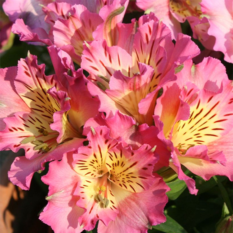 Alstroemeria Inticancha Sunday (Floración)