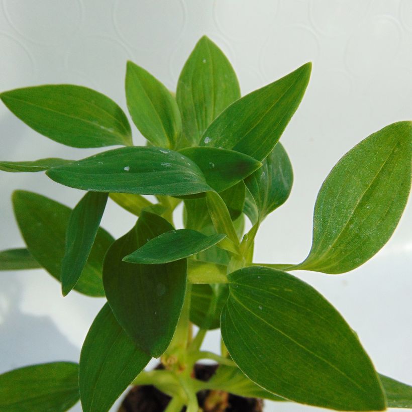 Alstroemeria Inticancha White Pink Blush (Follaje)