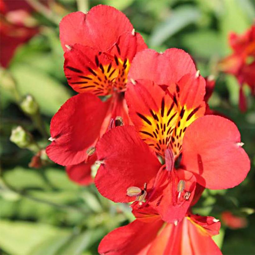 Alstroemeria Mars (Floración)