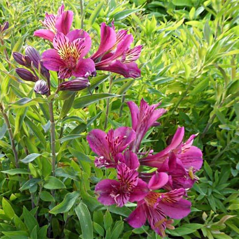 Alstroemeria Mauve Majesty (Floración)