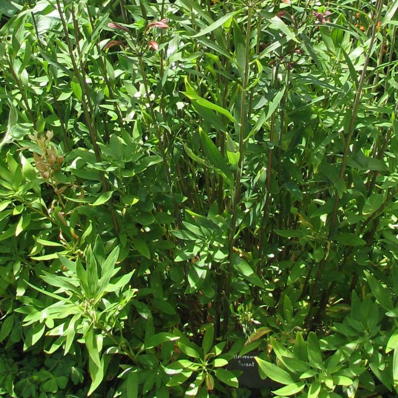 Alstroemeria Sweet Laura (Follaje)