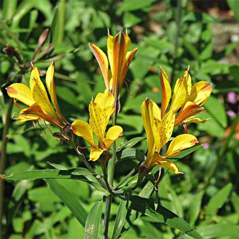 Alstroemeria Sweet Laura (Floración)