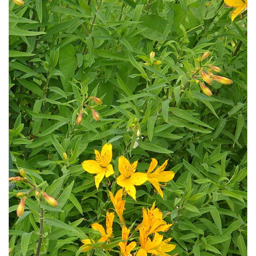 Alstroemeria aurantiaca (Follaje)