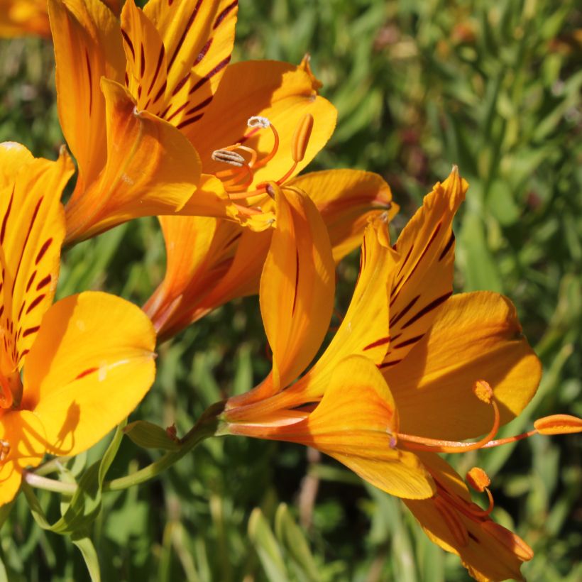 Alstroemeria aurantiaca (Floración)