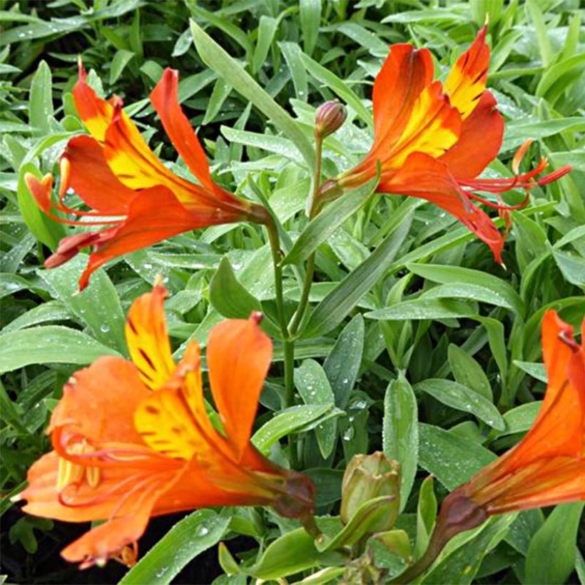 Alstroemeria aurantiaca Orange King (Floración)