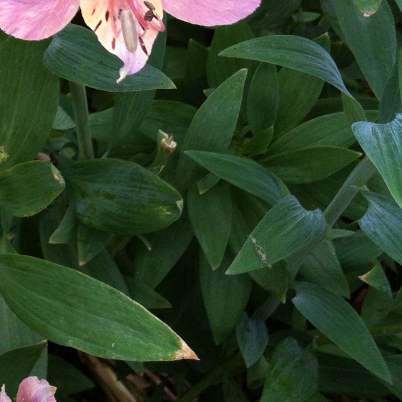 Alstroemeria Ligtu Hybrid (Follaje)