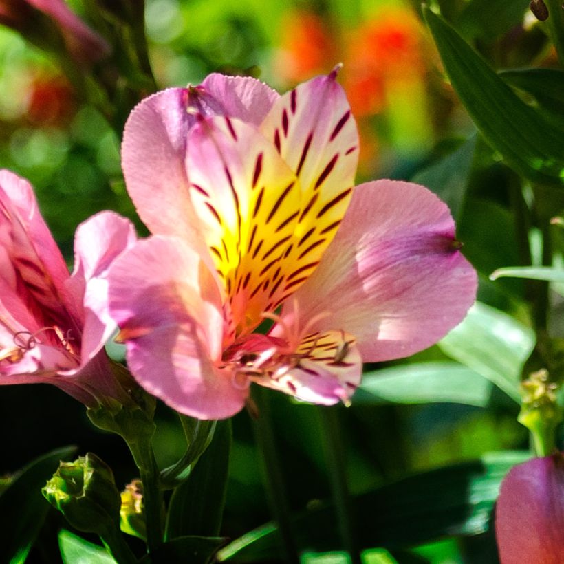 Alstroemeria Ligtu Hybrid (Floración)