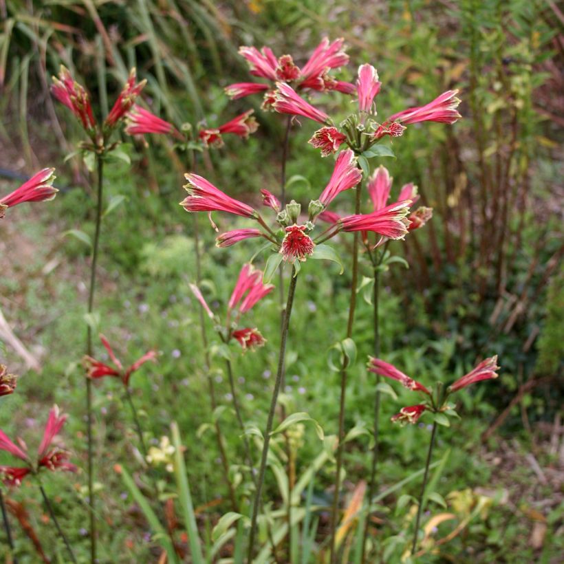 Alstroemeria psittacina - Lirio del Perú (Porte)