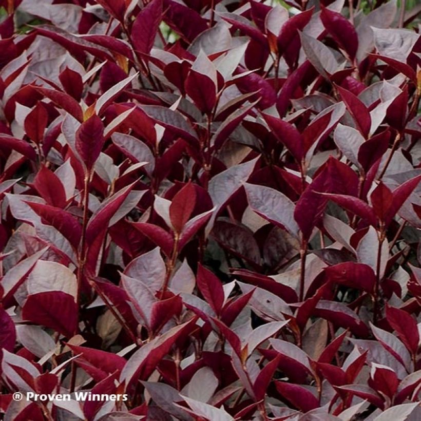 Alternanthera Purple Knight (Follaje)