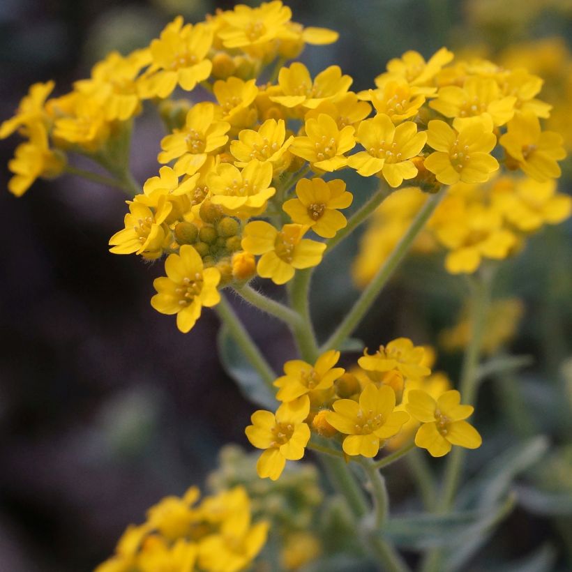 Alyssum argenteum - Broqueletes (Floración)