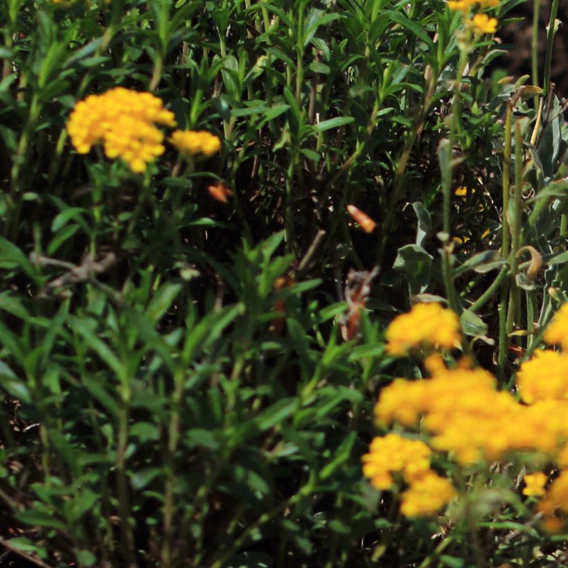 Alyssum saxatile Citrinum - Canastillo (Follaje)