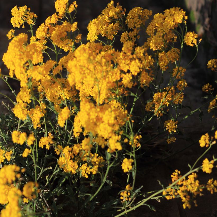 Alyssum saxatile Citrinum - Canastillo (Porte)