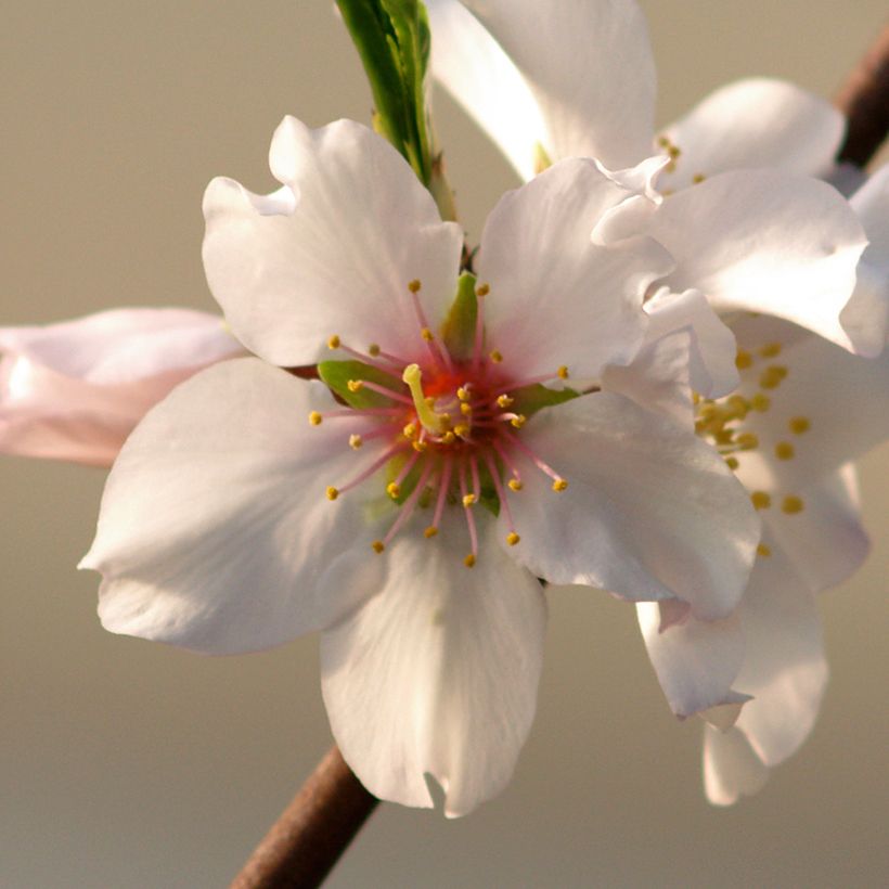 Almendro Aï (Floración)