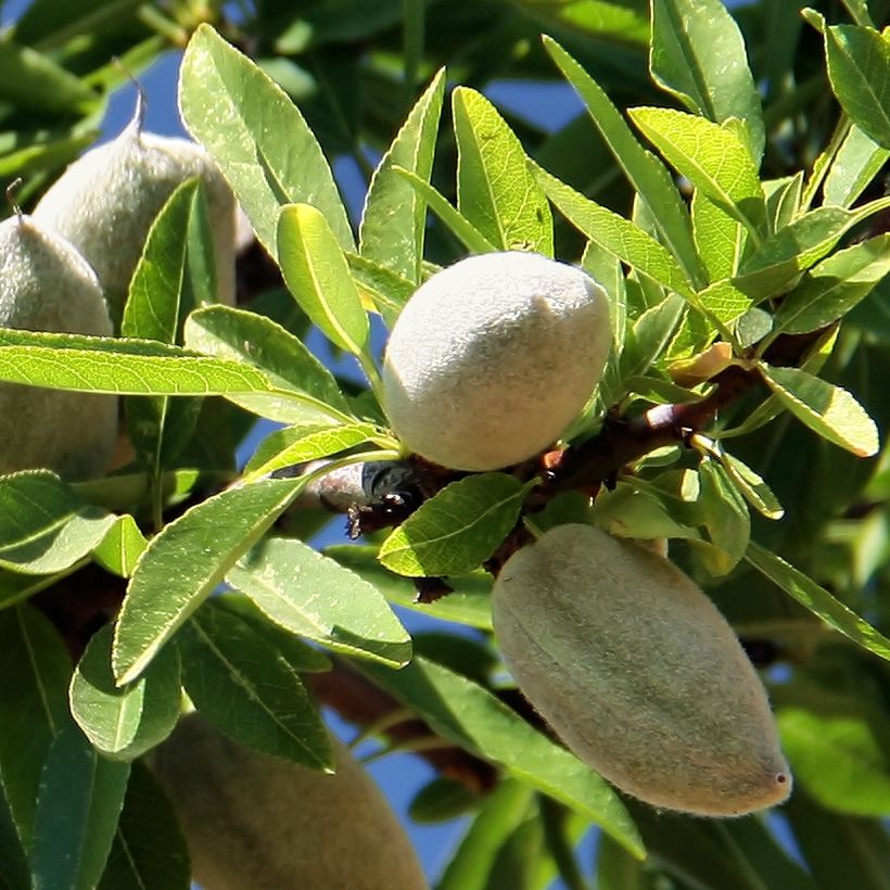 Almendro Aï (Cosecha)