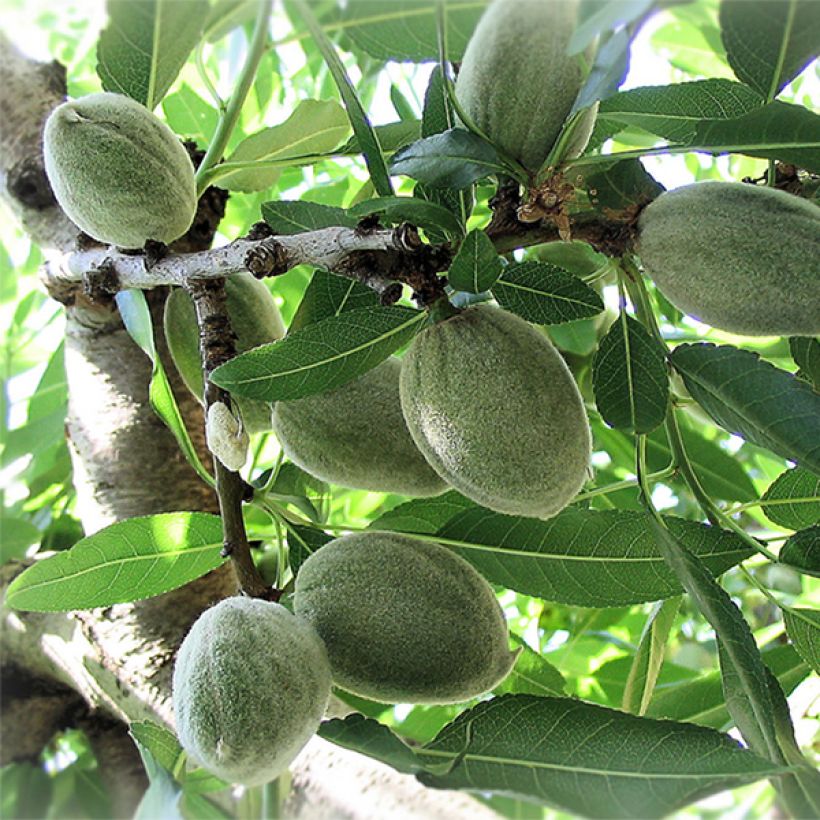 Almendro Ferraduel (Cosecha)