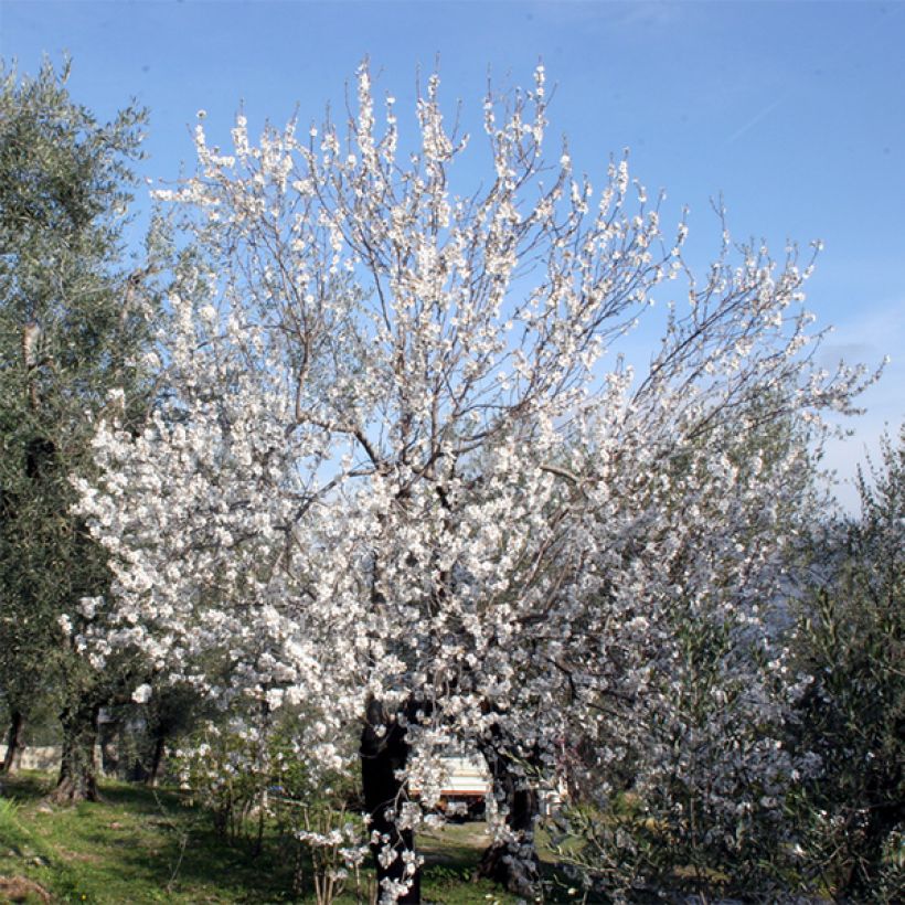 Almendro Ferraduel (Porte)