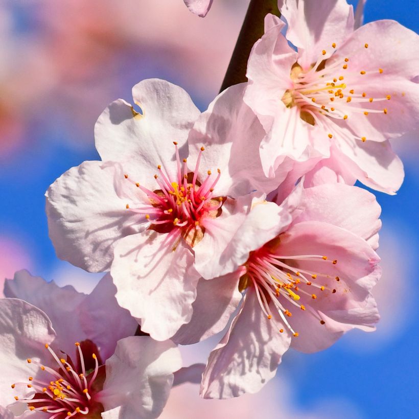 Almendro - Prunus dulcis (Floración)