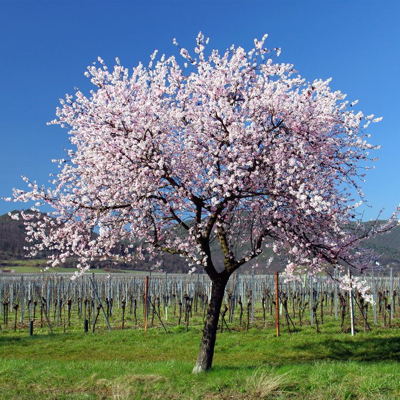 Almendro - Prunus dulcis (Porte)