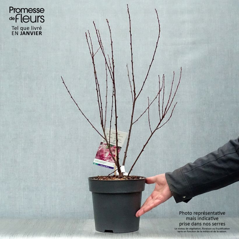 Amandier à fleurs - Prunus triloba 40/50cm en pot de 4/5L Ejemplar entregado en invierno