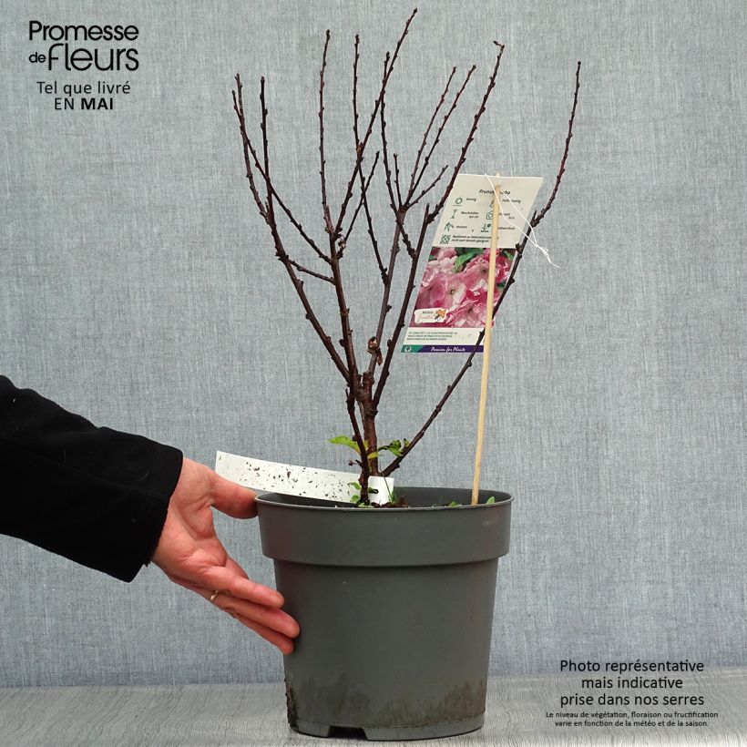 Ciruelo de flor - Prunus triloba Maceta 4L/5LAltura de entrega aprox. 40/50cm Ejemplar entregado en la primavera