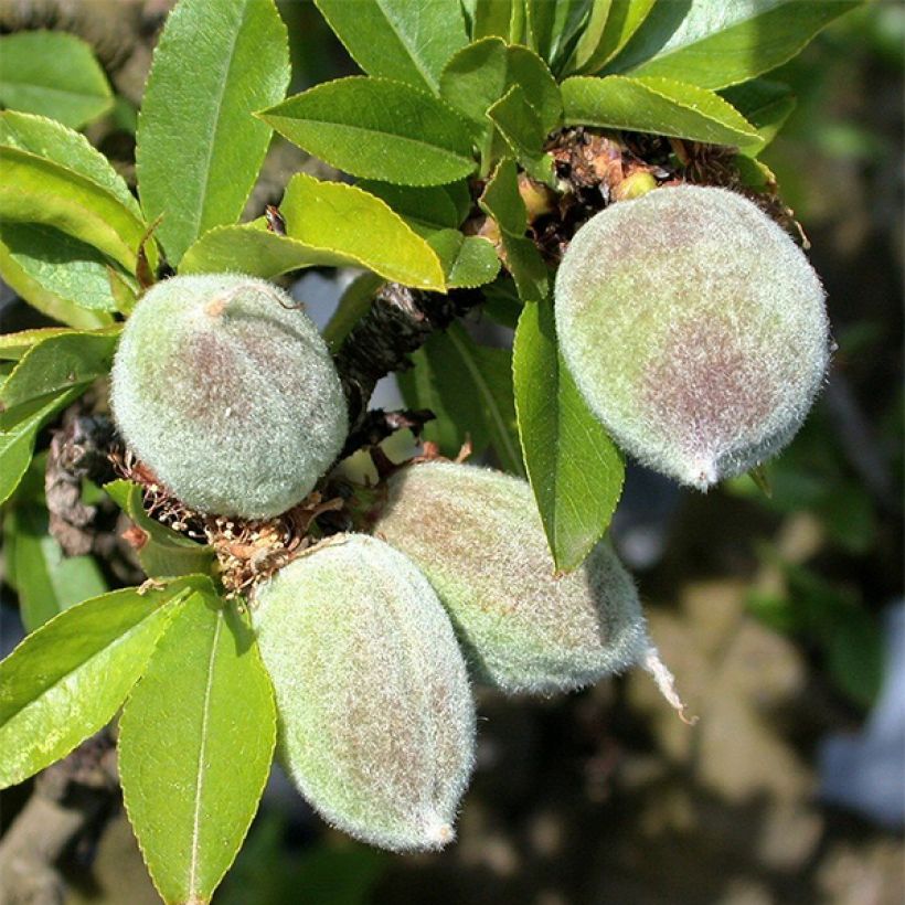 Almendro enano Garden Prince (Cosecha)