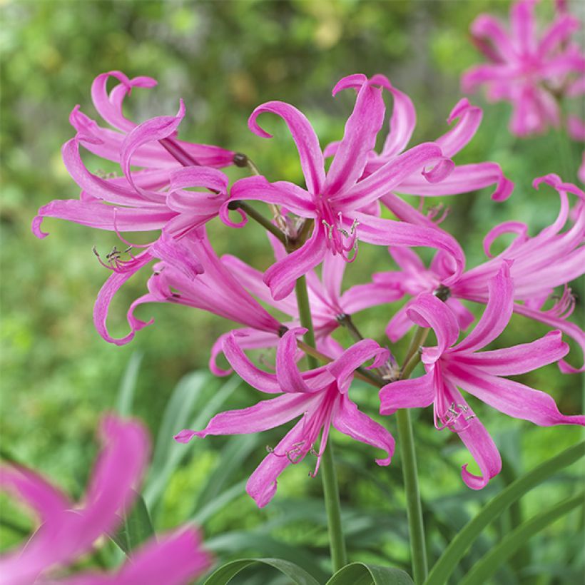 Amarine belladiva Anastasia (Floración)