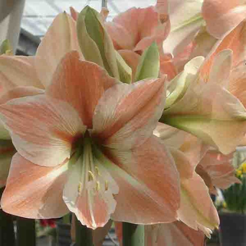 Amaryllis Apricot Parfait - Hippeastrum (Floración)