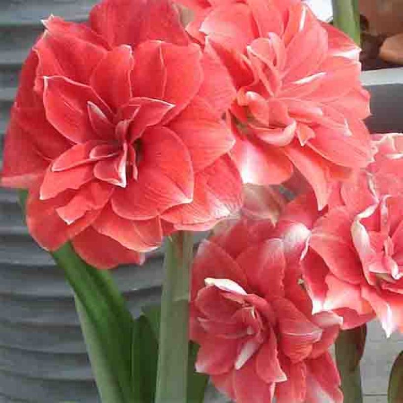 Amaryllis Double Dream - Hippeastrum (Floración)