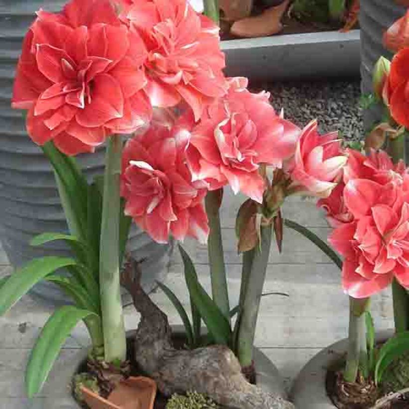 Amaryllis Double Dream - Hippeastrum (Porte)